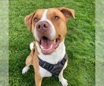 Small #4 American Pit Bull Terrier Mix