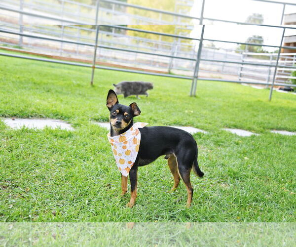 Medium Photo #4 Chipin Puppy For Sale in Sandy, UT, USA