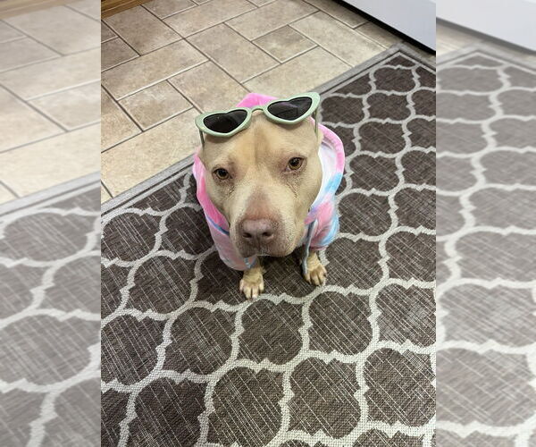 Medium Photo #4 Mutt Puppy For Sale in Elmsford, NY, USA