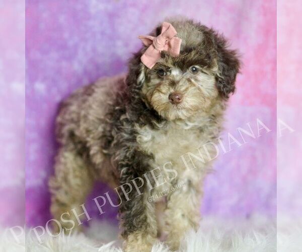 Medium Photo #101 Poodle (Miniature) Puppy For Sale in WARSAW, IN, USA