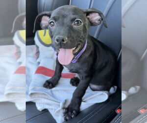Beagle-Chihuahua Mix Dogs for adoption in pomfret, CT, USA