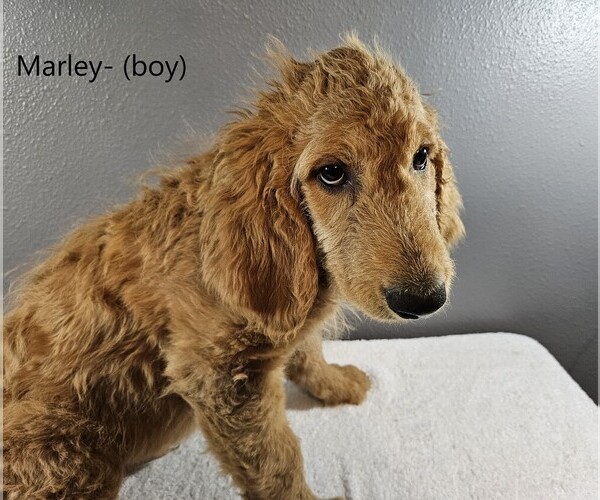 Medium Photo #4 Goldendoodle Puppy For Sale in SCAPPOOSE, OR, USA