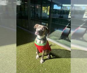 Mutt Dogs for adoption in San Martin, CA, USA