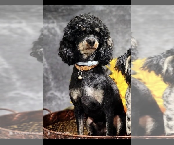 Medium Photo #1 Bernedoodle (Miniature) Puppy For Sale in LONGMONT, CO, USA