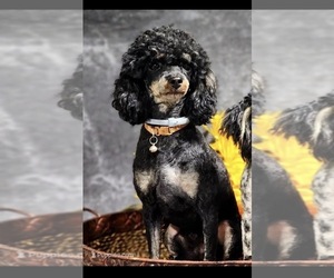 Father of the Bernedoodle (Miniature) puppies born on 07/30/2026