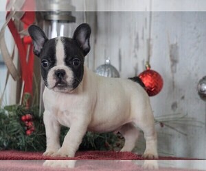 French Bulldog Puppy for sale in FREDERICKSBG, OH, USA