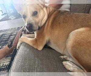 Australian Kelpie-Unknown Mix Dogs for adoption in San Antonio, TX, USA