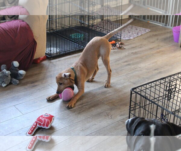 Medium Photo #6 Boxer-Unknown Mix Puppy For Sale in Burnsville, MN, USA