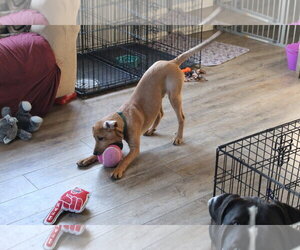 Theodore - Male Boxer-Unknown Mix Dog for Adoption - Photo #6