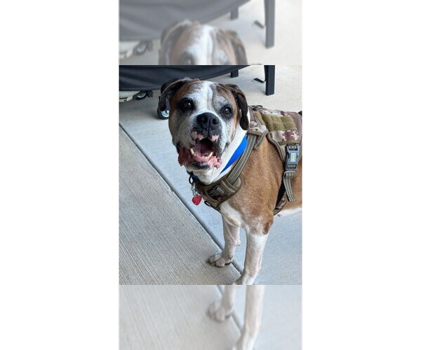Medium Photo #9 Boxer Puppy For Sale in Austin, TX, USA