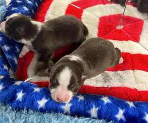 Miniature American Shepherd Puppy for sale in GARYSBURG, NC, USA