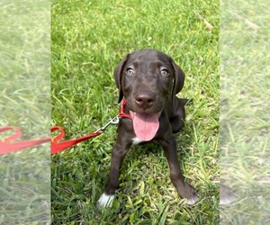 German Shorthaired Pointer Puppy for sale in JACKSONVILLE, FL, USA