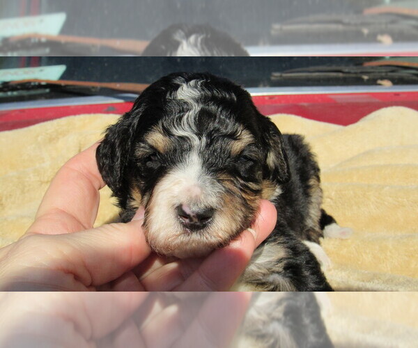 Medium Photo #1 Bernedoodle Puppy For Sale in BIG ROCK, IL, USA
