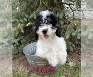 Miniature Bernedoodle Puppy for sale in MIDDLEBURY, IN, USA