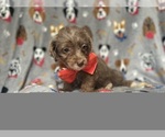 Small #5 YorkiePoo