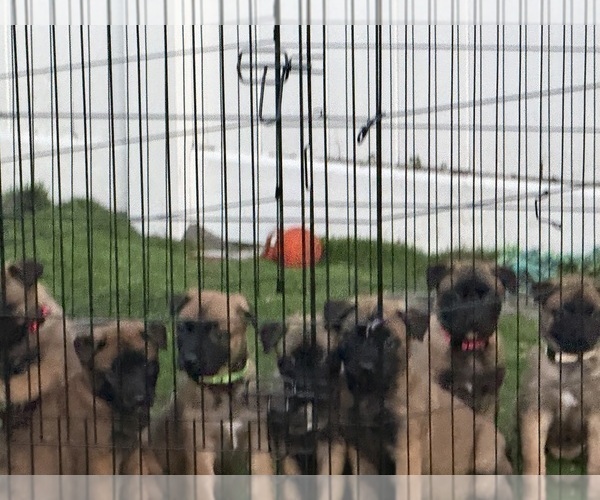 Medium Photo #8 Belgian Malinois Puppy For Sale in JACKSONVILLE, FL, USA
