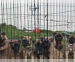 Small Photo #8 Belgian Malinois Puppy For Sale in JACKSONVILLE, FL, USA