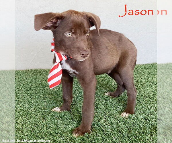 Medium Photo #1 Chocolate Labrador retriever-Unknown Mix Puppy For Sale in San Diego, CA, USA