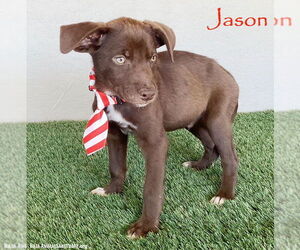 Chocolate Labrador retriever-Unknown Mix Dogs for adoption in San Diego, CA, USA