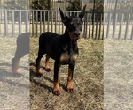 Small #4 Doberman Pinscher