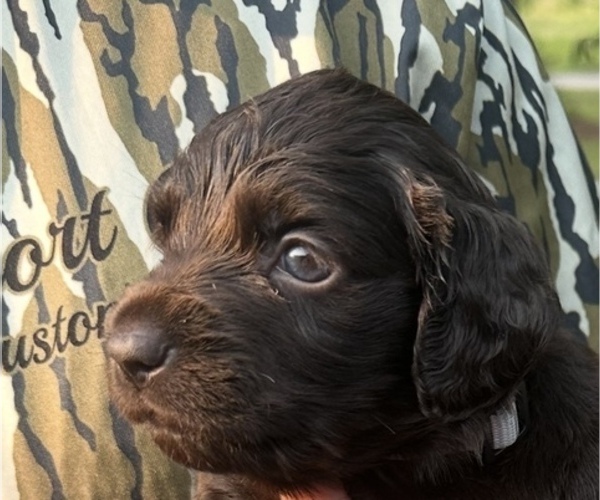 Medium Photo #1 Boykin Spaniel Puppy For Sale in HOPKINS, SC, USA