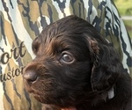 Small Boykin Spaniel
