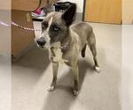 Small American Pit Bull Terrier-Siberian Husky Mix