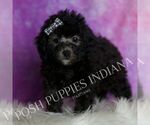 Small #1 Poodle (Toy)