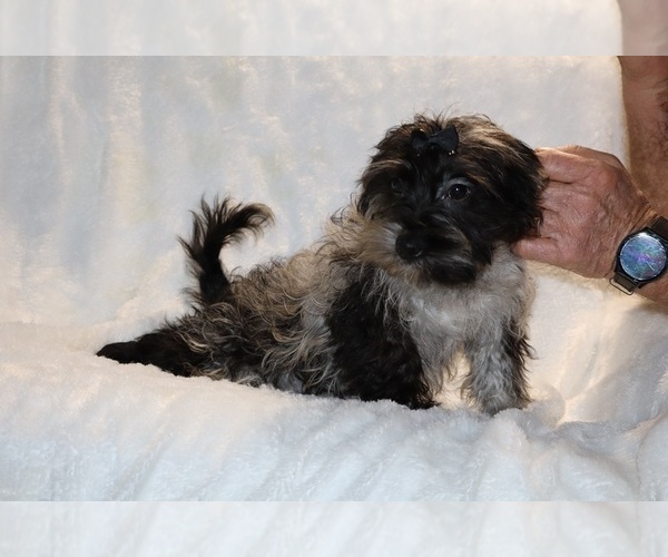 Medium Photo #17 Yorkiepoo mix (+ Poodle Toy) Puppy For Sale in DYERSBURG, TN, USA