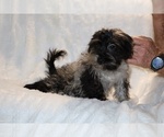 Small #16 Yorkiepoo mix (+ Poodle Toy)