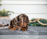 Small #2 Dachshund