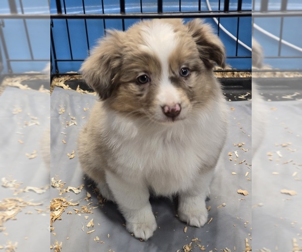 Medium Photo #1 Miniature Australian Shepherd Puppy For Sale in ADAIR VILLAGE, OR, USA