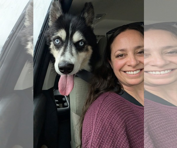 Medium Photo #4 Siberian Husky Puppy For Sale in Uwchlan, PA, USA