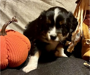 Aussalier Puppy for sale in PICAYUNE, MS, USA
