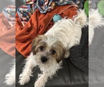 Small #1 Norfolk Terrier Mix