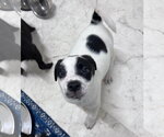 Small #4 Labrador Retriever Mix