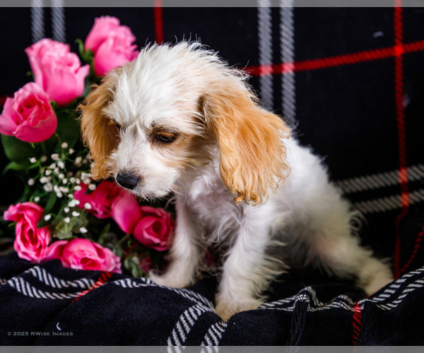 Medium Photo #2 Cavapoo Puppy For Sale in WAKARUSA, IN, USA