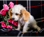 Small #1 Cavapoo