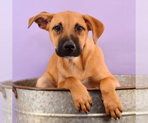 Black Mouth Cur-Labrador Retriever Mix Dogs for adoption in Sheridan, CO, USA