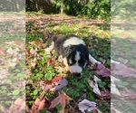 Small Photo #9 Australian Shepherd-F2 Aussiedoodle Mix Puppy For Sale in RALEIGH, NC, USA