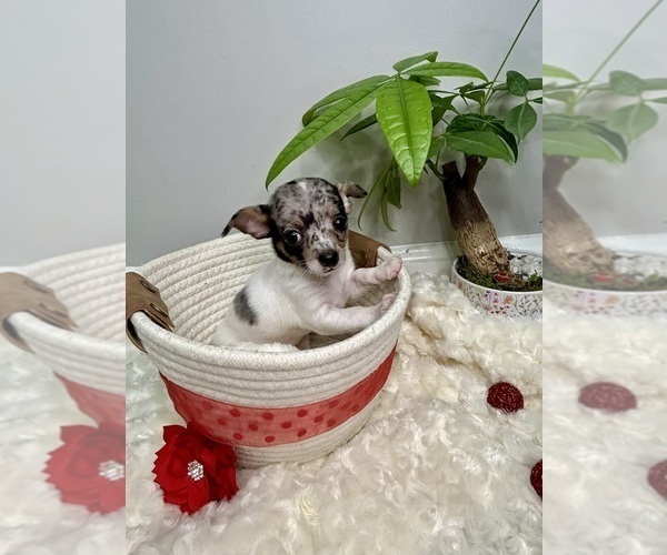 Medium Photo #2 Chihuahua Puppy For Sale in WINSTON SALEM, NC, USA