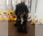 Havapoo puppies - Male Havapoo Puppy for Sale - Photo #44