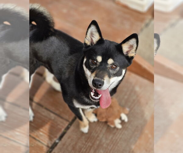 Medium Photo #2 Shiba Inu Puppy For Sale in Lebanon, PA, USA