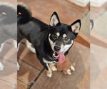 Small #1 Shiba Inu