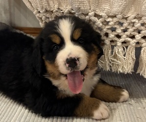 Bernese Mountain Dog Puppy for Sale in NORWOOD, Missouri USA