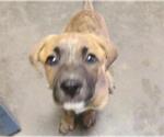 HEPHAESTUS - Male Mutt Dog for Adoption - Small photo