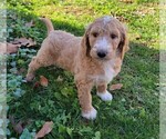 Small Photo #4 Goldendoodle Puppy For Sale in RUTHERFORDTON, NC, USA