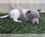 Small #4 Chihuahua
