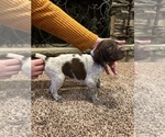 Small #1 German Shorthaired Pointer