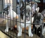 Puppy 1 French Bulldog
